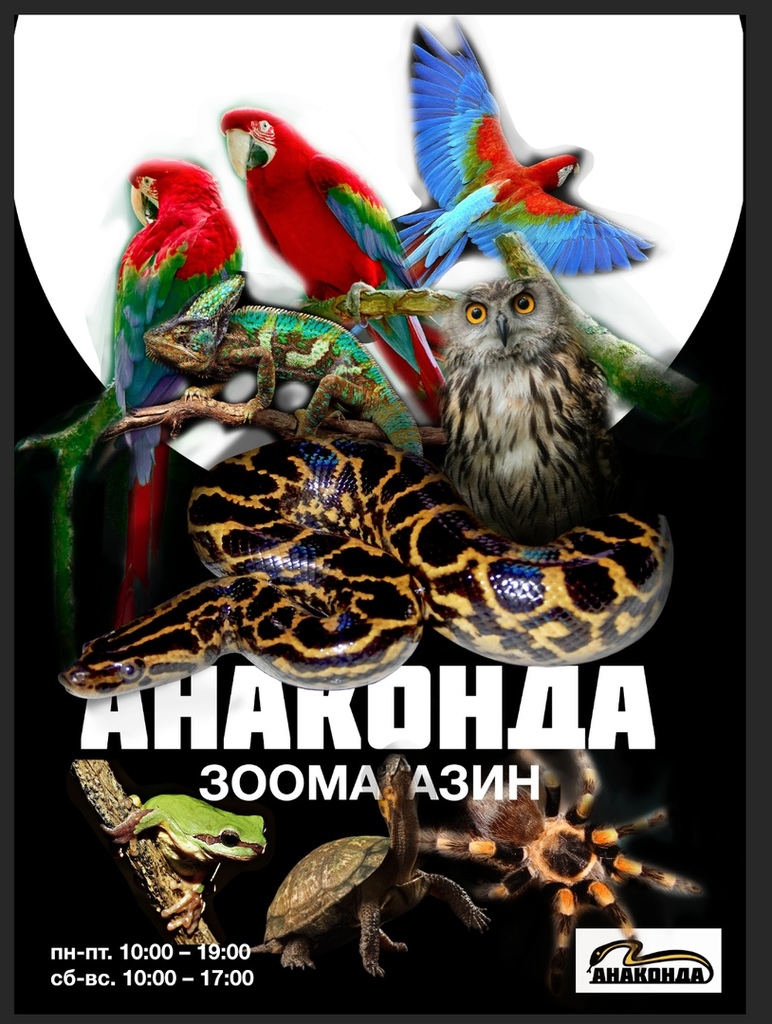Магазин Анаконда Нижний Новгород Каталог Товаров