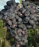 Саженцы винограда сорт Велюр от компании Летняя Ягода купить в городеВолгоград