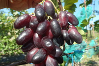 Саженцы винограда сорт Красная Пуля (Сюзанна) от компании Летняя Ягода купить в городе Волгоград