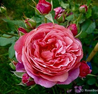 Роза "Ladure" Ладюре