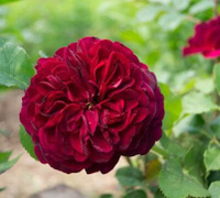 Роза "Bicentenaire de Guillot" Бисантенер де Гийо