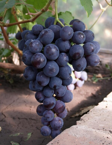 Виноград плодовый (Vitis L.) Рошфор 1 шт