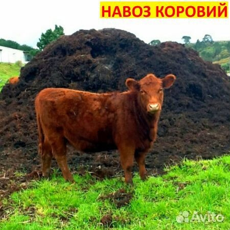 Навоз говяжий коровяк в мешках